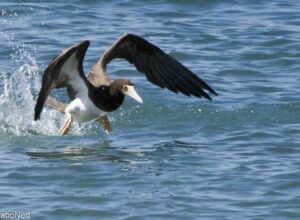 Weißbauchtölpel - Bown Booby - Sula leucogaster