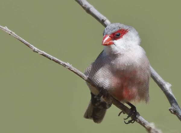 Wellenastrild - Common Waxbill - Estrilda astrild