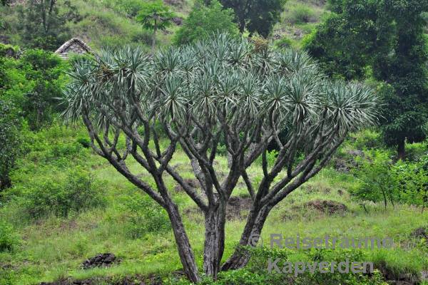 Drachenbaum St.Antao Wanderung 102/102