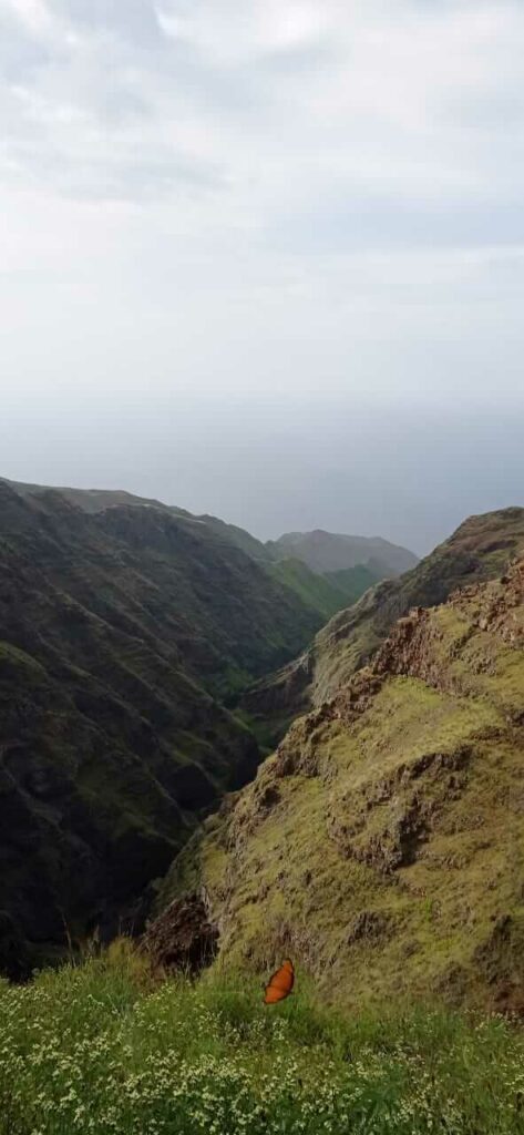 Schmetterling auf der Hochebene