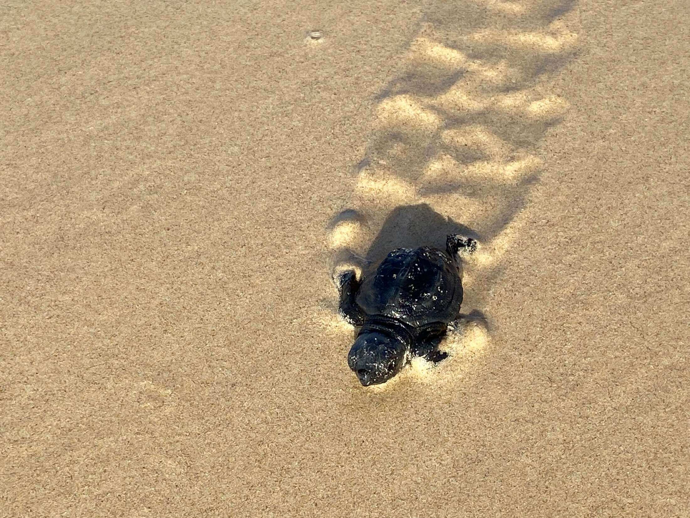 Eine frischgeschlüpfte Schildkröte macht sich auf Boa Vista auf den Weg ins Meer