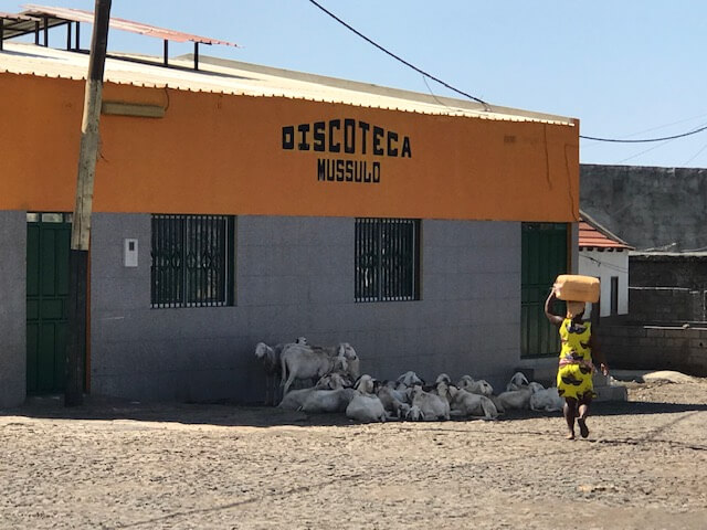 Schafe suchen den Schatten