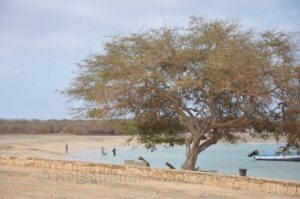 Sandstrand Ponta Corral