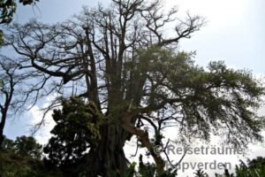 Santiago - Interior - Der Poilon kennt auch Jahreszeiten - Im April hat er immer alle Blätter verloren