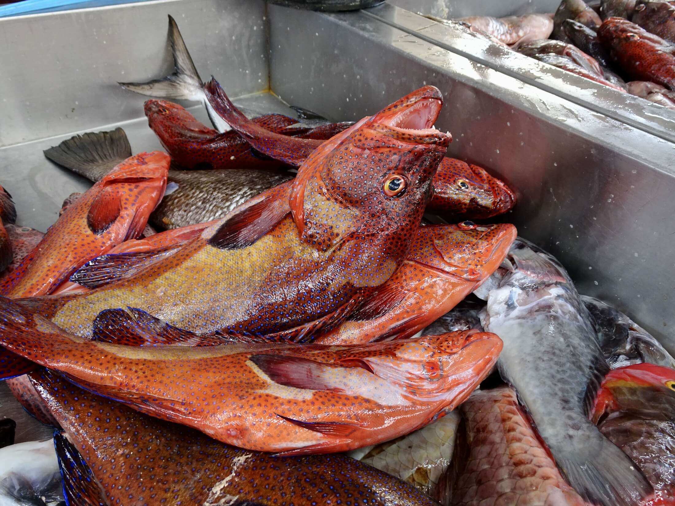 Frischer Fisch in der Markthalle